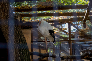 Клетка — это защита от человека