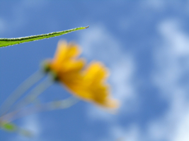 Солнечный цветок