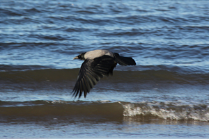 Ворон-охотник