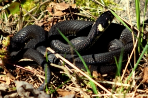 Уж, свернувшийся в клубок.