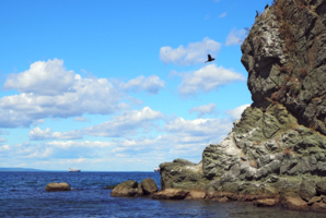 Баклан, пикирующий со скалы