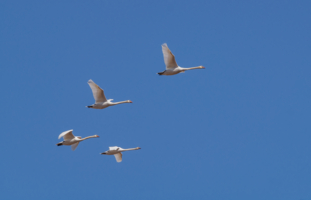 Лебеди летят...