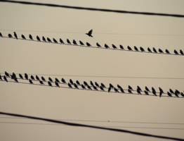 А одна маленькая птичка...