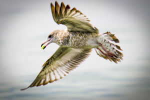 Слюнки текут