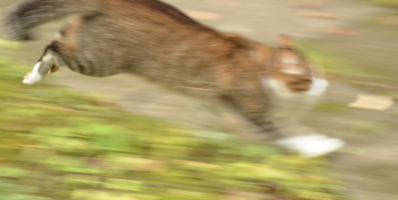 Motion blur кота