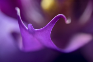 Цветок орхидеи.