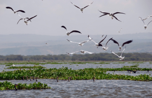 Кто плывет, а кто летит...
