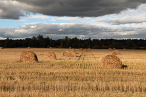 Агроклубки
