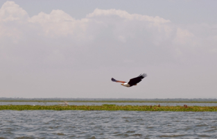 Летит.... Орел!!!