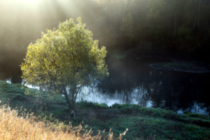 Лучи осеннего солнца
