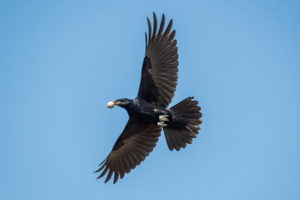 Крепкий орешек