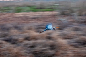 Полёт цапли