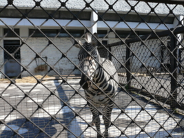 Грусть, печаль в твоих глазах ...