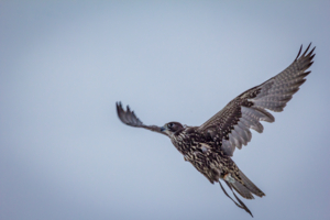 Охотничий сокол