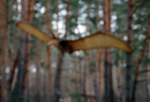 Приснился птеродактиль, но откуда взялось фото?