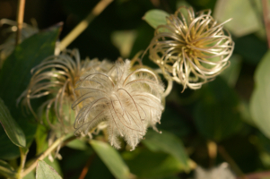 Мягкие клубочки