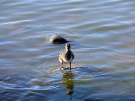 Камни спасения ...