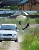 Аист в посёлке