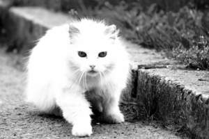 Доброе привидение...