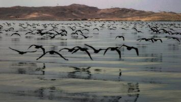 Черные лебеди