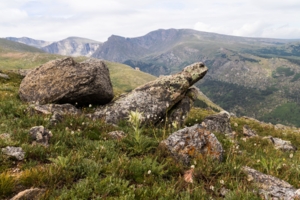 Черепаха в дозоре