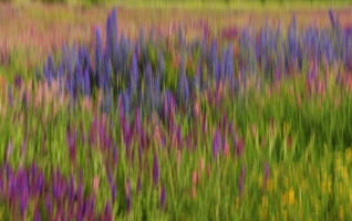 Аромат лета