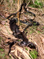 Клубок змей.