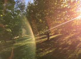 Залитый солнцем сад