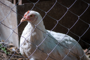 По ту сторону