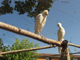 Небо в клетку