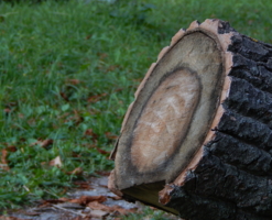 Созданные природой