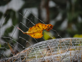 В железной паутине