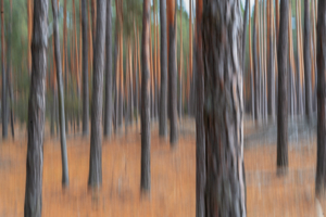 Утренний лес