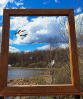 Чайки прилетели