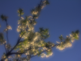 Когда цветут сады