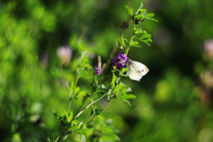 Воспоминания о лете