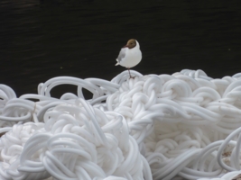 "Властелин колец"