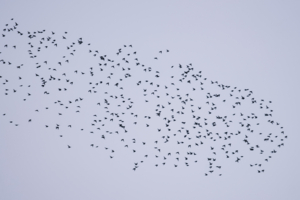 Летят перелётные птицы