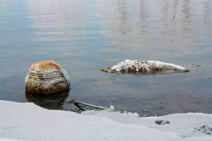 С сибирским характером
