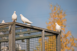 И клетка, и дом
