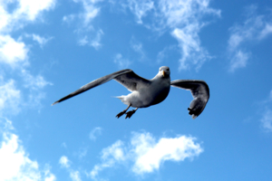 Гордая чайка