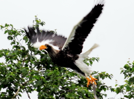 Тихоокеанский орлан или орлан-белохвост.