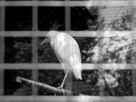 Кругом клетка