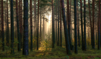 Утро в сосновом лесу