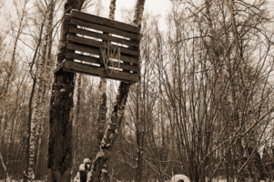 Лесной баскетбол