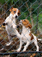 Ограда в клетку.