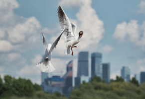 Не сошлись характерами