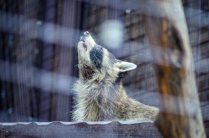 Нос по ветру