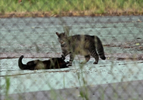 Бои в клетке