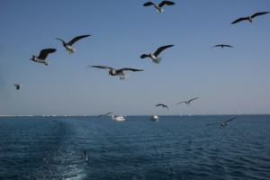 Сопровождающие